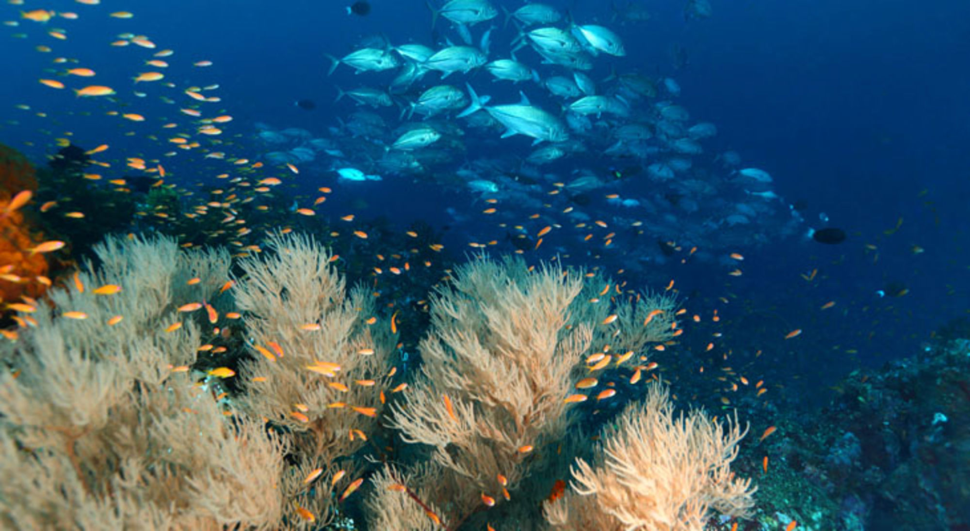 Pulau Weh Indonesië Kleurrijk koraalrif met scholen tropische vissen onder water in Indonesië.