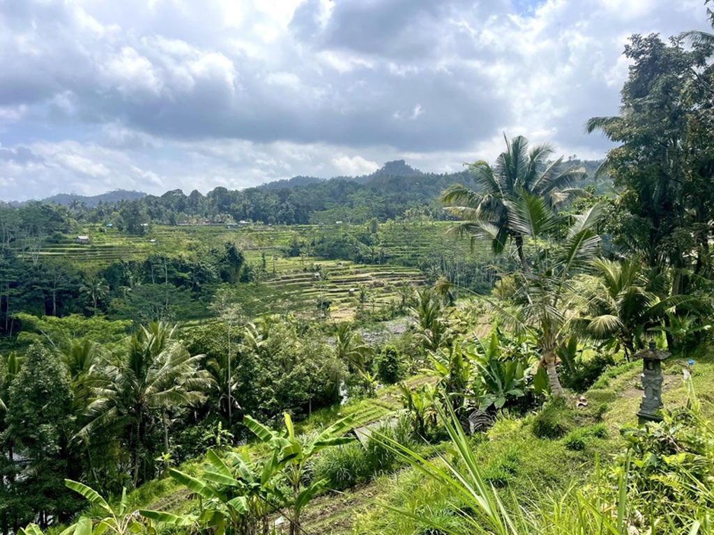 Groene rijstterrassen en palmbomen op Bali, met heuvels en wolkenlucht op de achtergrond.