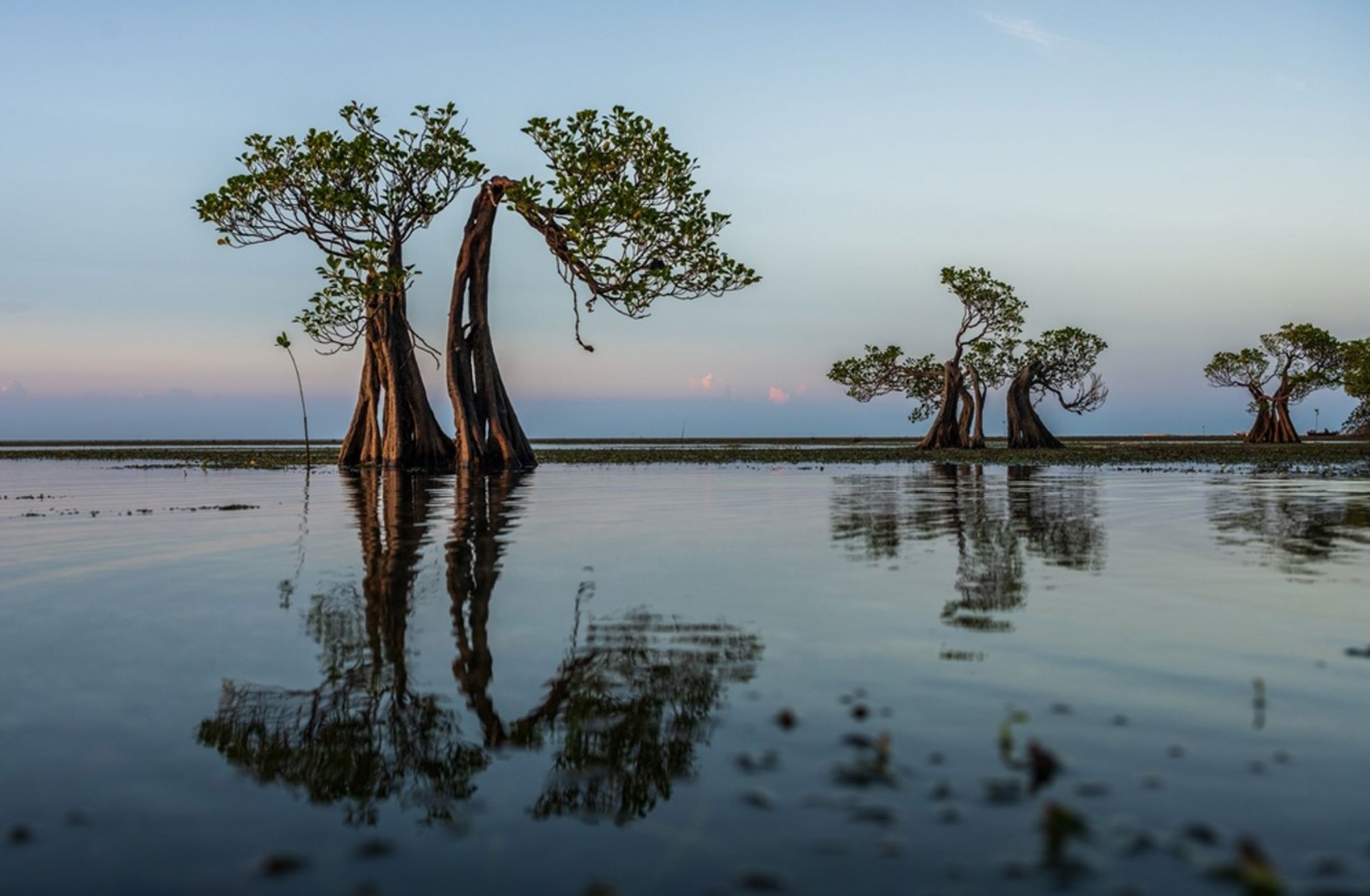Mangrovebomen in ondiep water bij zonsondergang in Indonesië.