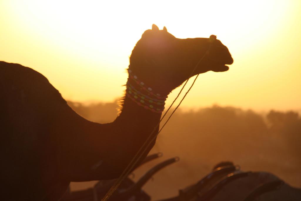 Silhouet van een kameel bij zonsondergang tijdens groepsrondreis Noord-India en Nepal.