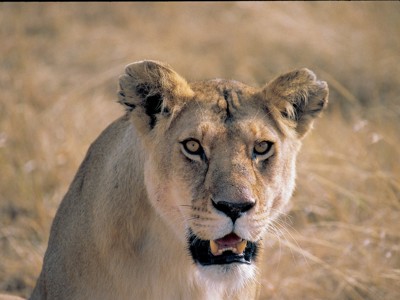 Leeuwin in de savanne tijdens de route Kenia en Tanzania.