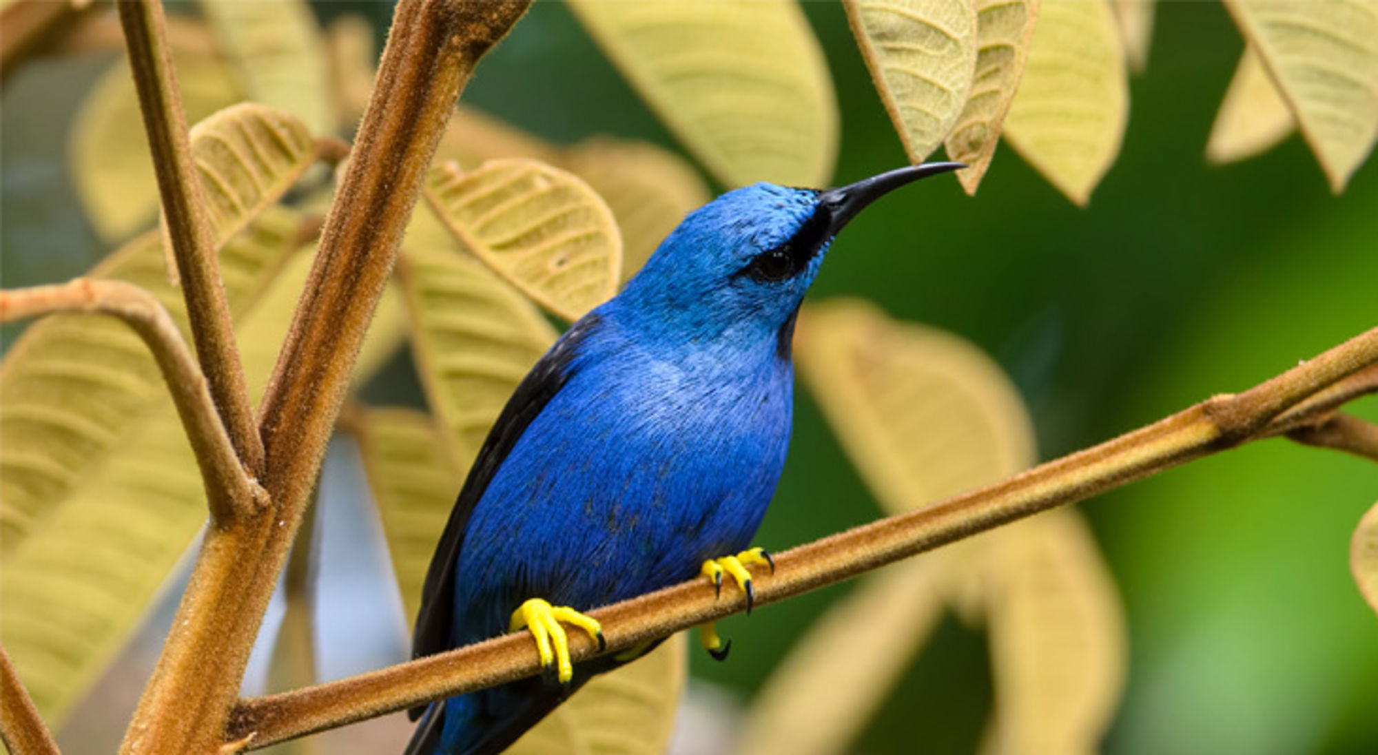 Blauwe zangvogel met gele poten op een tak in de jungle van Costa Rica.