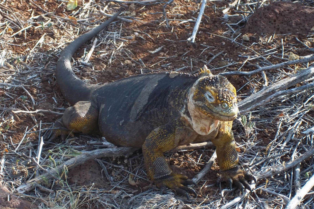 Landleguaan op de Galapagos-eilanden tijdens een groepsrondreis Ecuador met optioneel Galapagos.