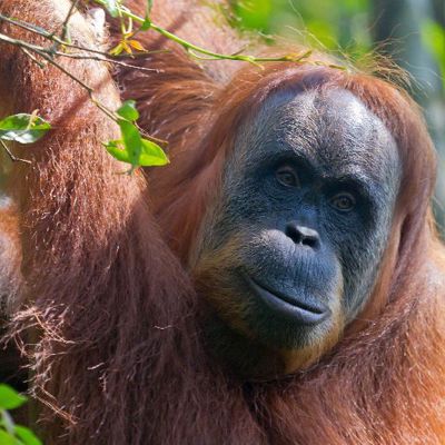 Orang-oetan in het regenwoud van Sumatra tijdens groepsrondreis Sumatra, Java en Bali.