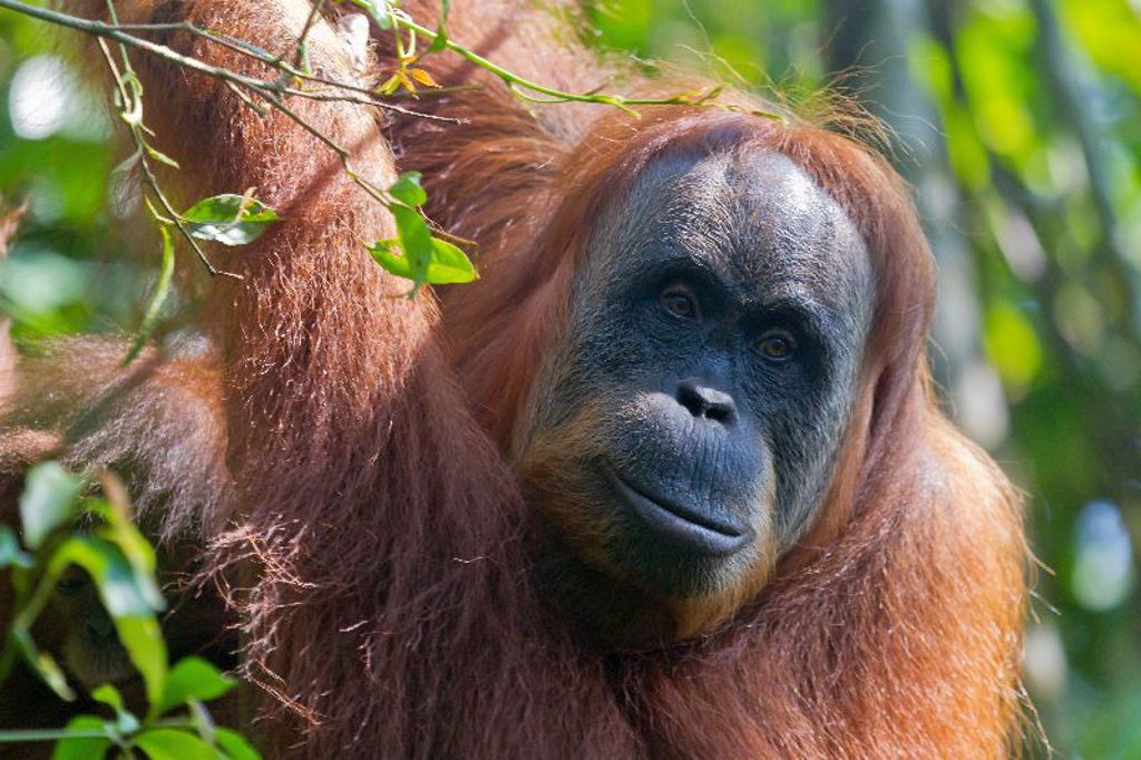 Orang-oetan in het regenwoud van Sumatra tijdens groepsrondreis Sumatra, Java en Bali.