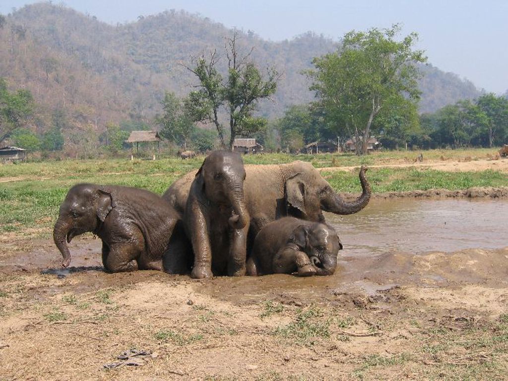 Olifanten nemen een modderbad bij een rivier in Thailand tijdens de Familiereis Thailand Comfort-Plus.
