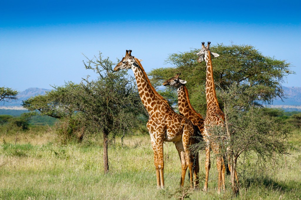Drie giraffen in de Tanzaniaanse savanne tussen acaciabomen tijdens een familiereis Tanzania en Zanzibar.