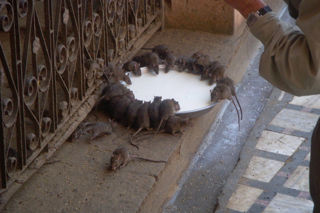 Ratten drinken melk uit een schaal bij een tempel in Noord-India tijdens de groepsrondreis Noord-India en Nepal.