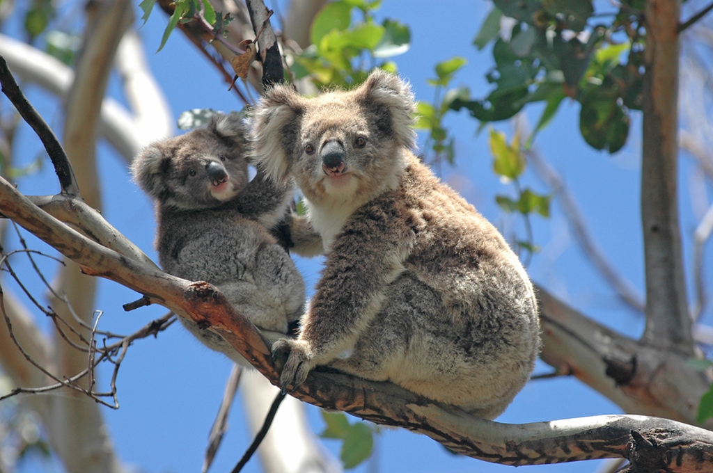 Koala met jong in een boom tijdens 22-35ers reis Australië.