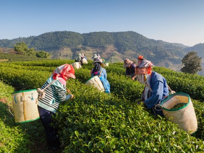 Theeplukkers aan het werk op groene theeplantages in de Cameron Highlands, Maleisië.