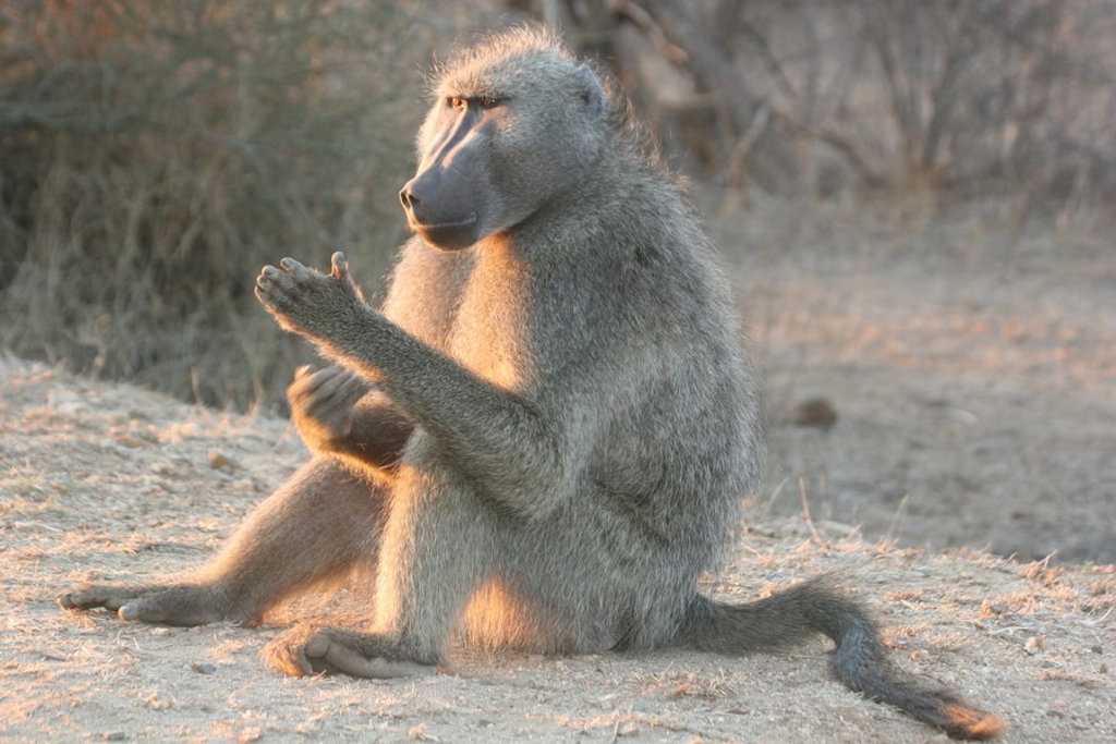 Baviaan in het Krugerpark tijdens een groepsrondreis door Zuid-Afrika.