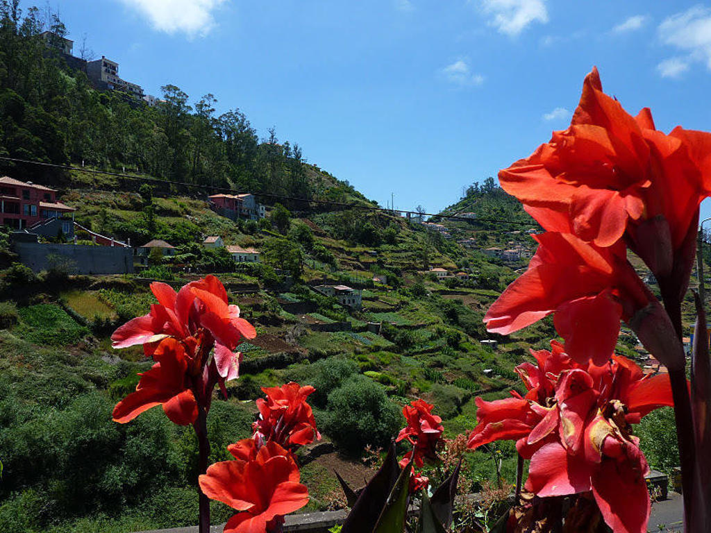 Rode bloemen op de voorgrond met groene heuvels en terraslandbouw op Madeira.