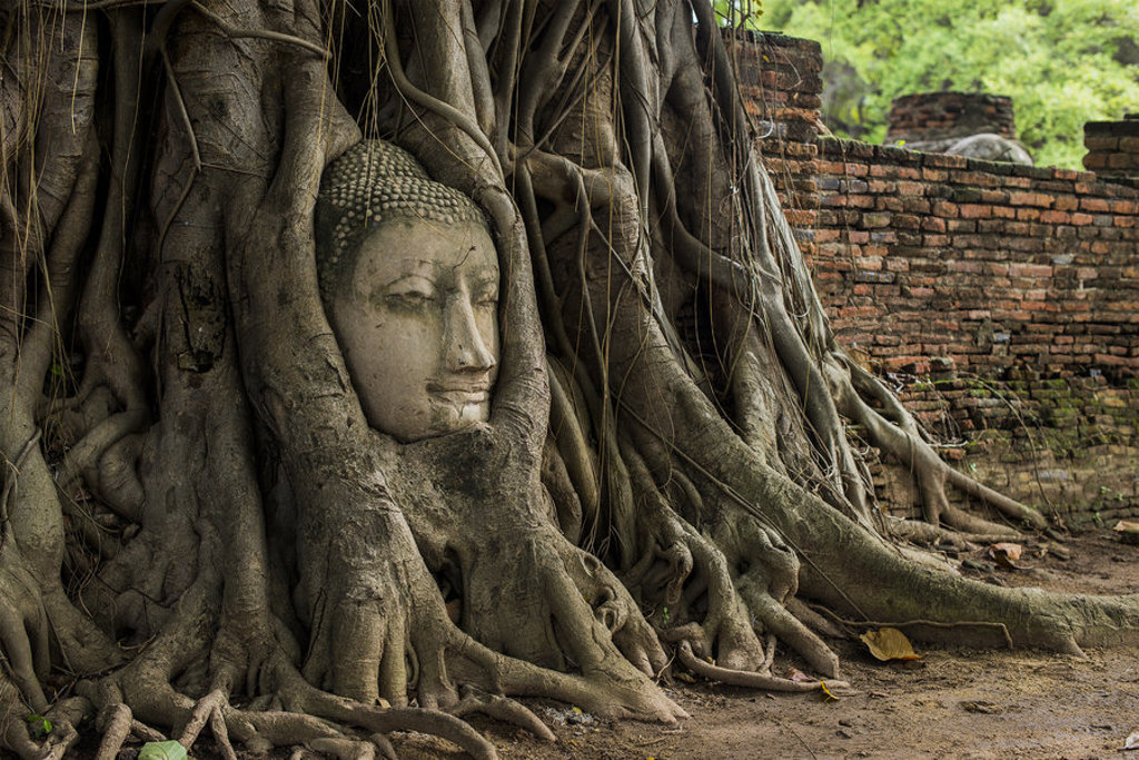 Boeddhahoofd omsloten door boomwortels bij de tempelruïnes van Ayutthaya, Thailand.