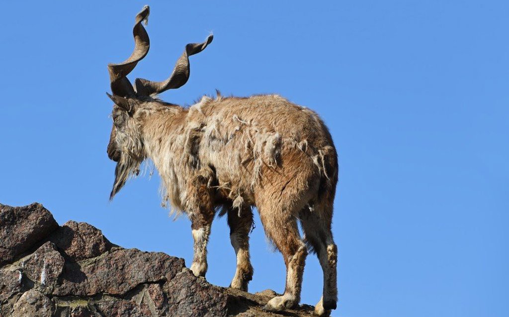 Silhouet van een markhor met lange spiraalhorens in de bergen van Baltistan en Hunza, Pakistan.
