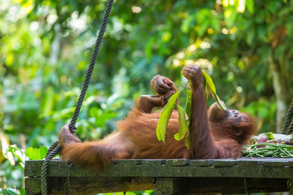 Orang-oetan eet bladeren in het regenwoud van Maleisisch Borneo.