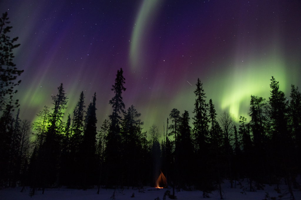 Noorderlicht boven besneeuwd bos in Lapland tijdens familiereis in de winter.