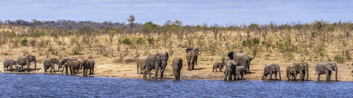 Zebra’s in de savanne, een bezienswaardigheid in Zuid-Afrika.