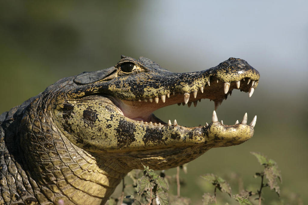 Close-up van een kaaiman met open bek in de Pantanal, tijdens een groepsrondreis Brazilië en Buenos Aires.