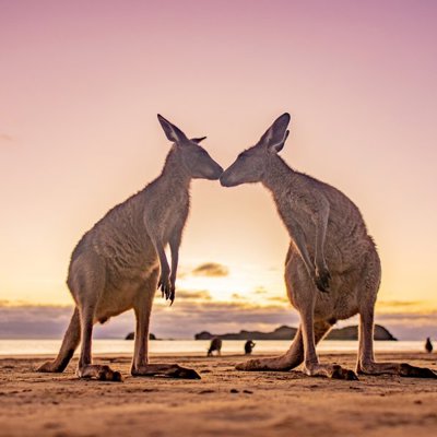 Twee kangoeroes in Australië, passend bij een 22-35ers groepsrondreis.