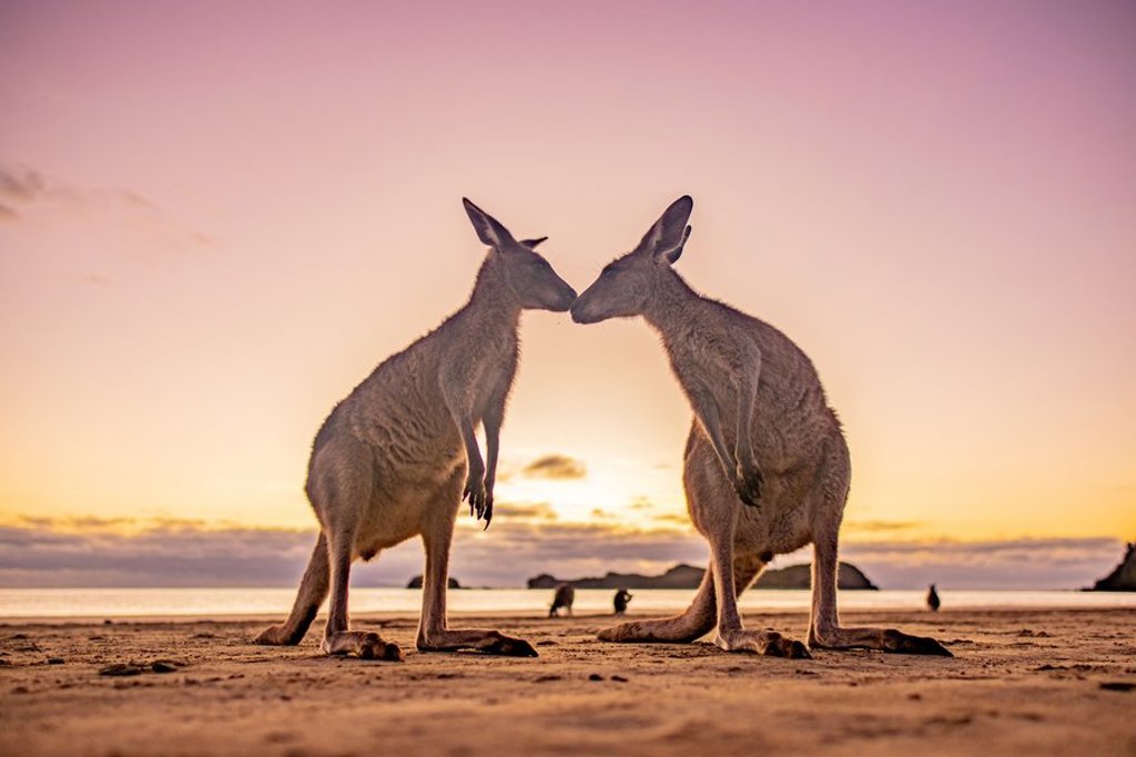 Twee kangoeroes in Australië, passend bij een 22-35ers groepsrondreis.
