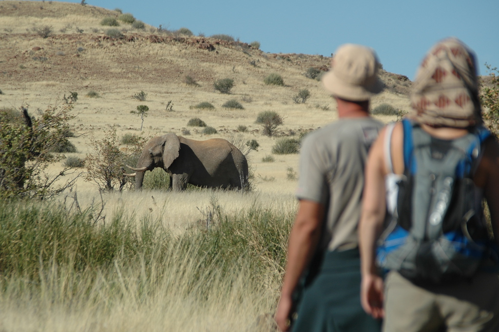Wandelaars spotten een olifant in de savanne tijdens een groepsrondreis door Namibië.