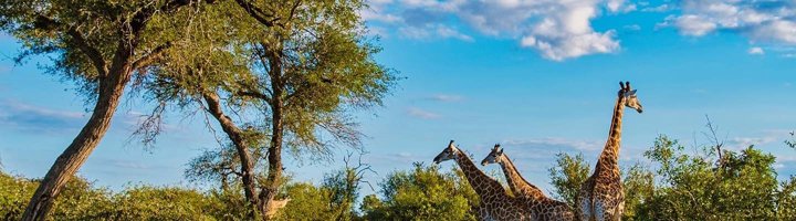 Giraffen tussen acaciabomen in Keniaans savannelandschap.