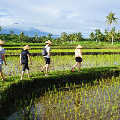 Reizigers wandelen langs rijstvelden op Bali tijdens een groepsrondreis Java & Bali Hoogtepunten.