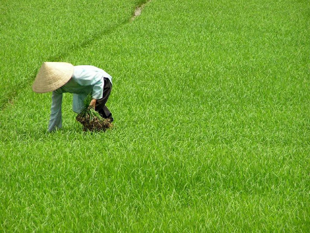 Vietnamese boer oogst rijst in een groen rijstveld tijdens een groepsrondreis Vietnam.