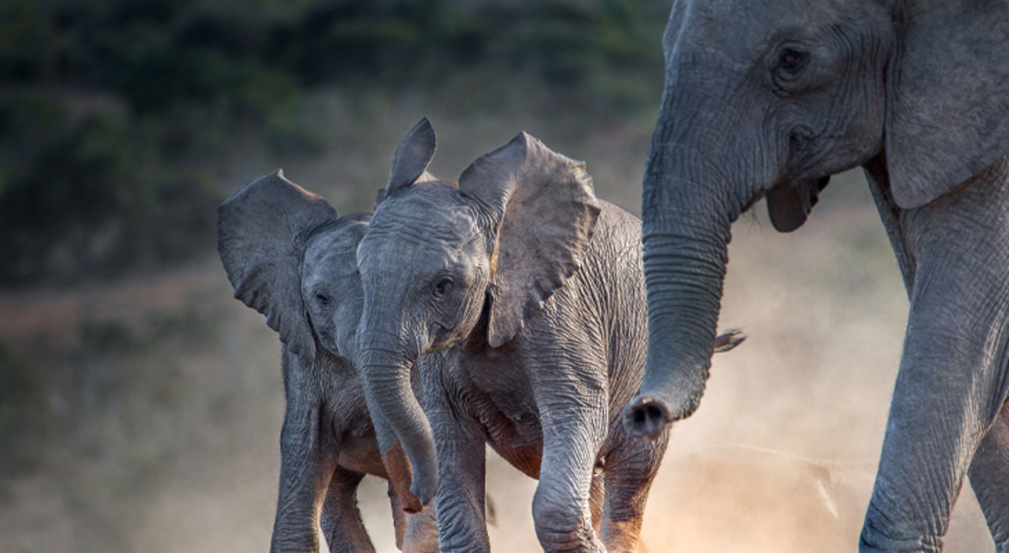 Kudde olifanten met twee kalfjes in het wild in Zuid-Afrika.