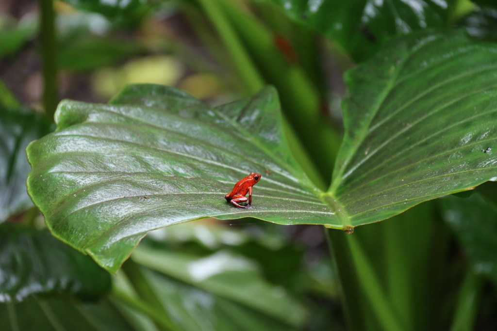 Rood pijlgifkikkertje op een groot groen blad in het regenwoud van Costa Rica.