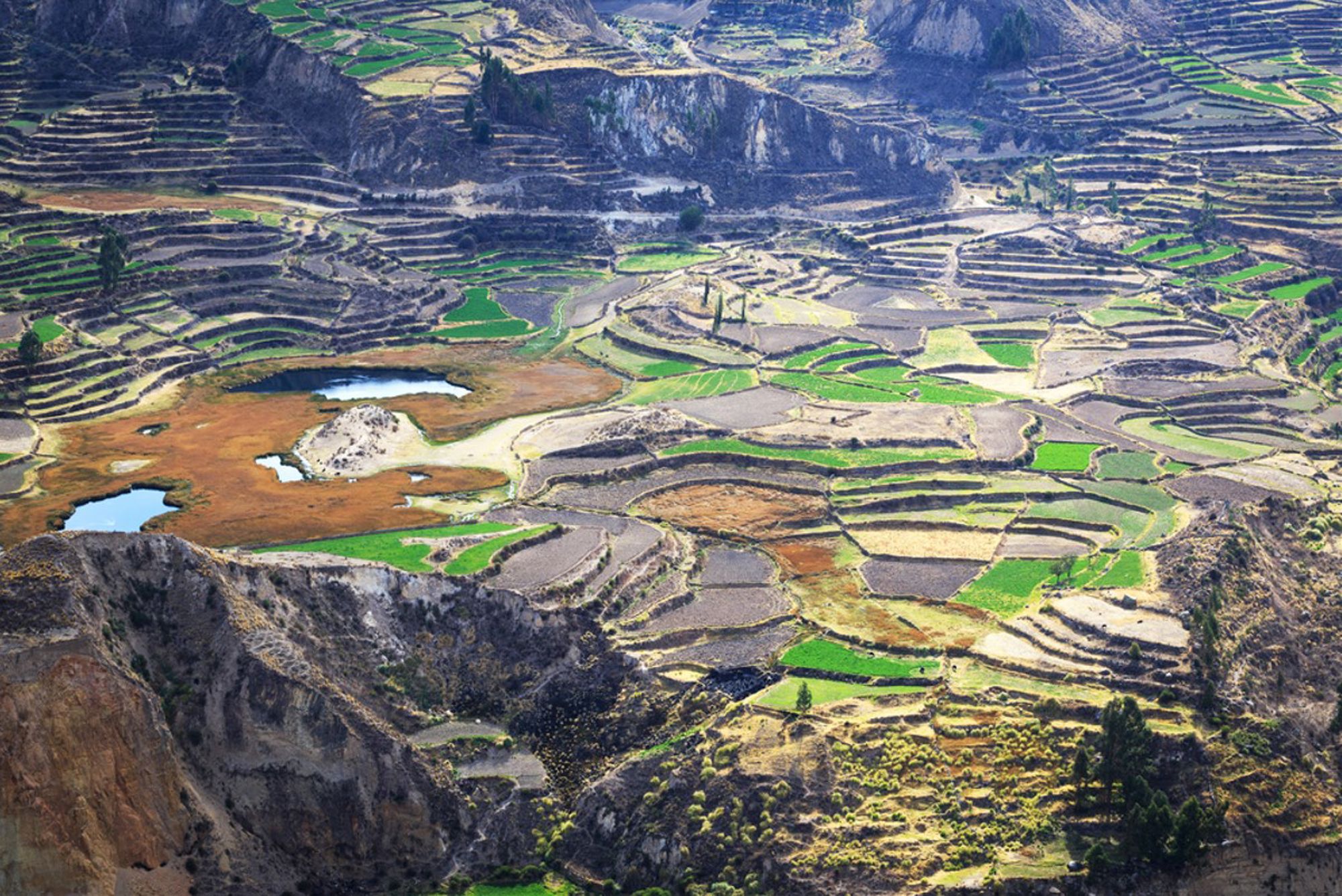 Terrasvormige landbouwvelden in de Colca Canyon in Peru, met groene akkers en kleine waterplassen.