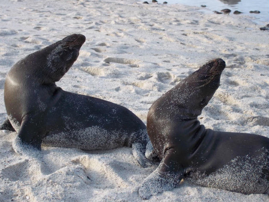 Zeeleeuwen rusten op het strand van de Galápagos-eilanden tijdens een groepsrondreis Ecuador & Galápagos.