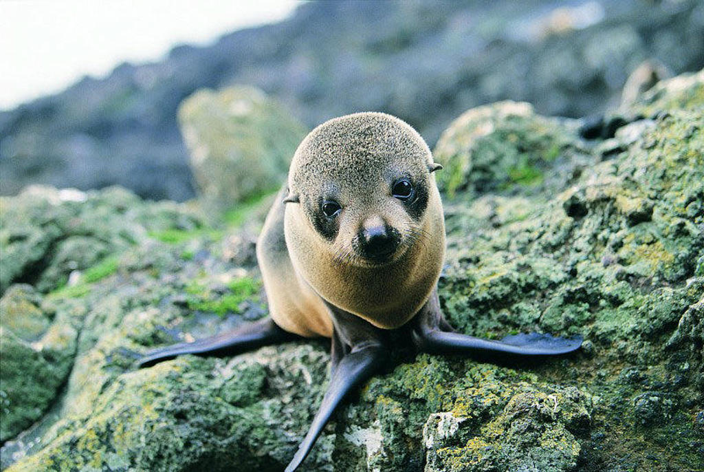 Jonge zeeleeuw op rotsen aan de kust van Nieuw-Zeeland tijdens groepsrondreis.