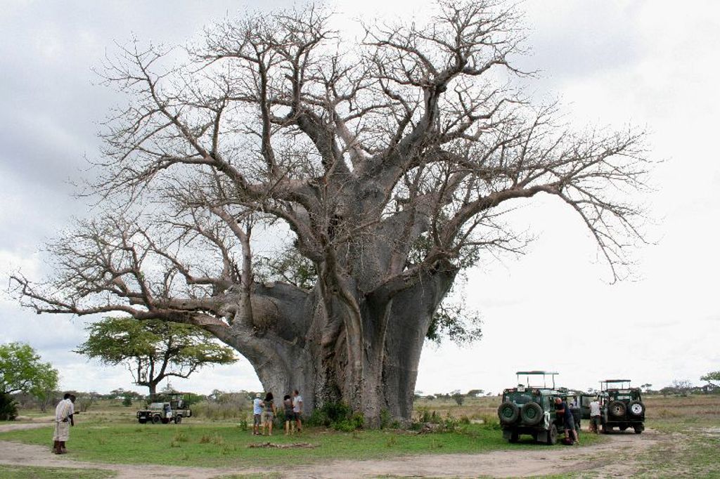 Safari-jeeps en reizigers bij een enorme baobabboom in Zambia, Malawi en Tanzania.