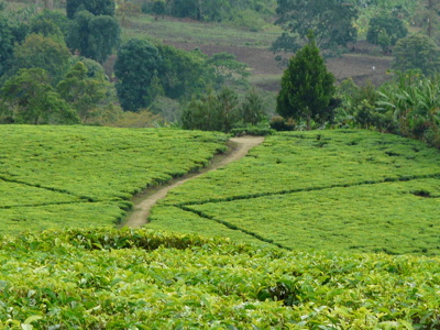 Groene theeplantage met kronkelend pad in heuvels van Tanzania tijdens de route Zambia, Malawi en Tanzania.