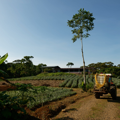 Ananasplantage bij Finca Sura met tractor op zandpad en rijen ananasplanten onder blauwe lucht.