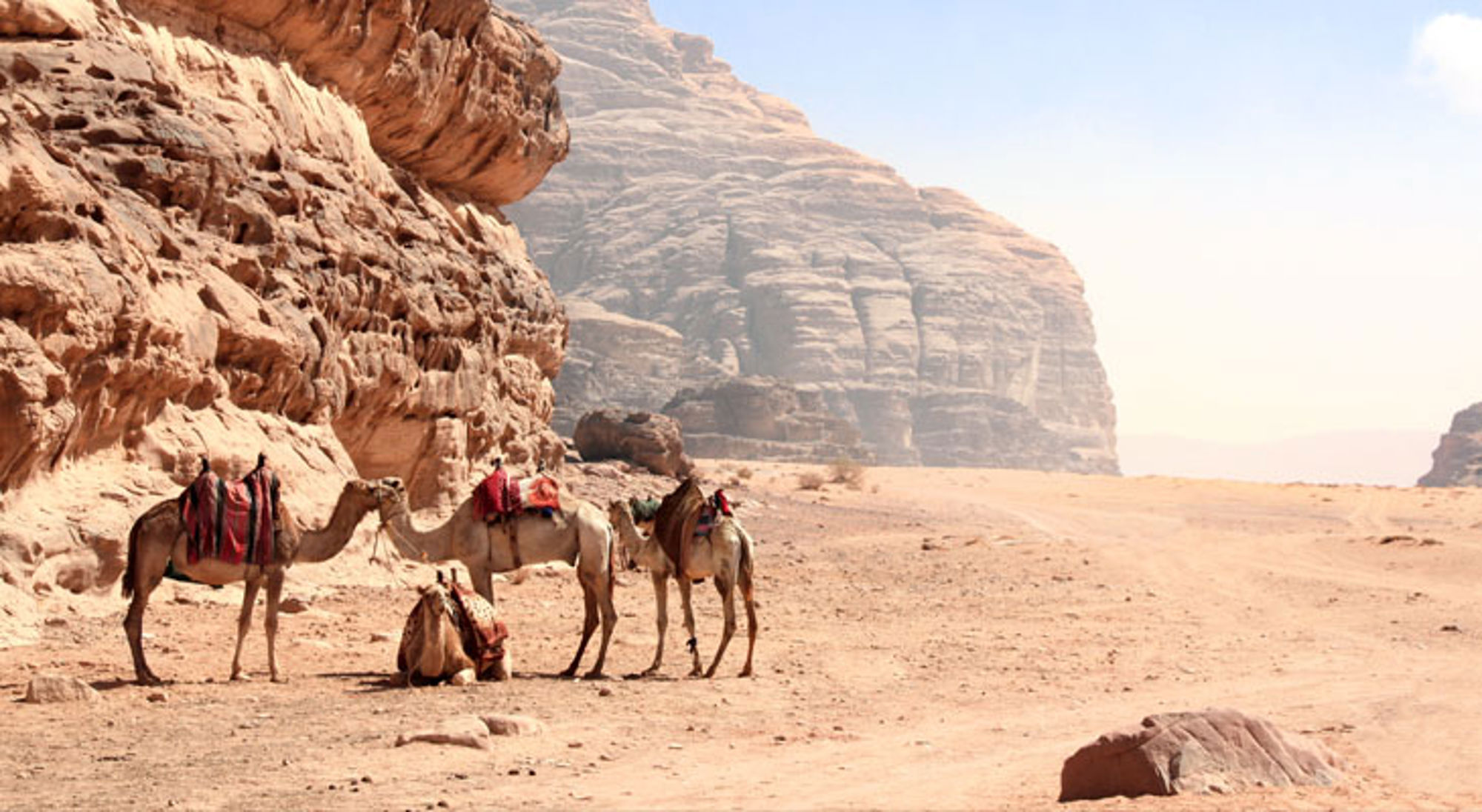 Kamelen in de Wadi Rum-woestijn bij rotsformaties in Jordanië.