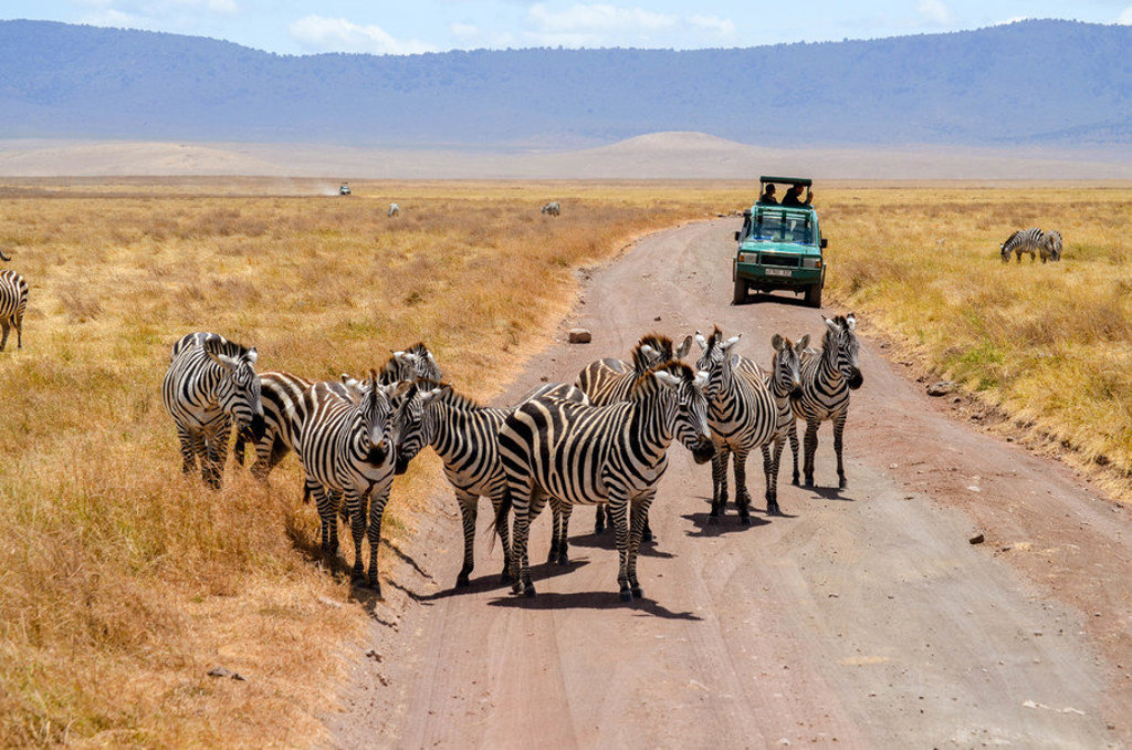 Zebra’s op de savanne bij een safarijeep tijdens een 22-35ers reis in Kenia en Tanzania.