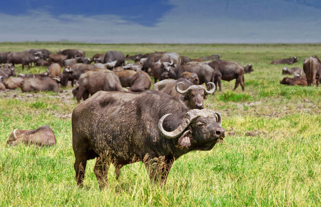 Kudde Kaapse buffels op de savanne tijdens een groepsrondreis door Kenia en Tanzania.