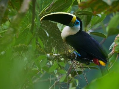 Toekan in het regenwoud van Ecuador tijdens de 22-daagse Route Ecuador-reis.