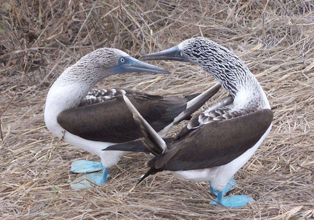 Twee blauwvoetgenten op de Galapagoseilanden tijdens baltsgedrag.