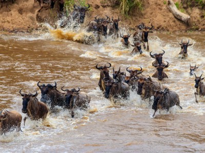 Gnoes steken een rivier over tijdens de migratie in Tanzania.