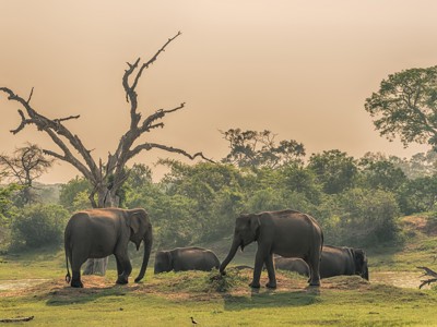 Olifanten bij een waterplas in een natuurpark in Sri Lanka tijdens de route Sri Lanka en Malediven.