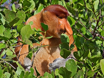 Neusaap in het groen van de jungle op Maleisisch Borneo.