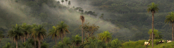 Mistig berglandschap met palmbomen bij Monteverde Cloud Forest in Costa Rica.