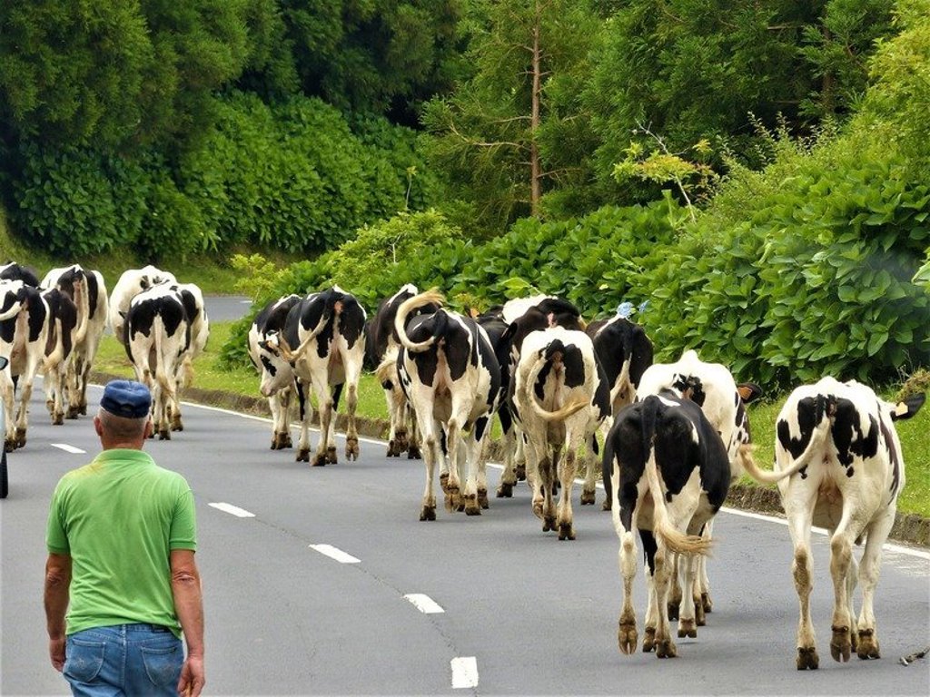 Wandelaars op een groen pad op São Miguel, Azoren, tijdens een wandelvakantie.
