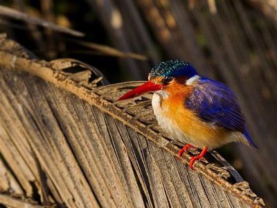 Kleurrijke ijsvogel met rode snavel op een houten tak langs de route Victoria Falls–Kaapstad.
