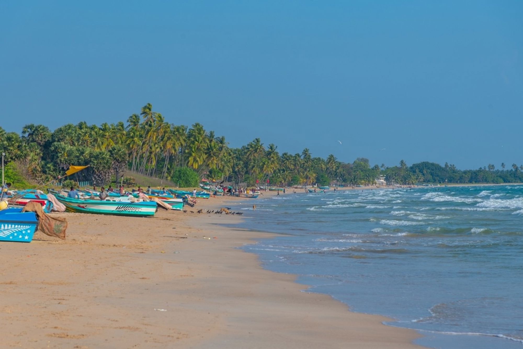 Vissersboten op een zandstrand met palmbomen aan de kust van Sri Lanka.