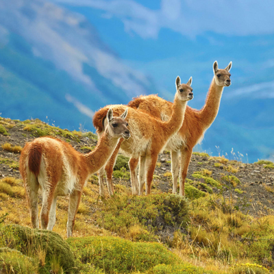 Groepsrondreis Patagonië