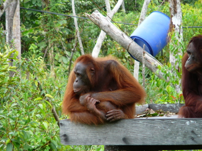 Orang-oetan in het groen tijdens de route Kalimantan.